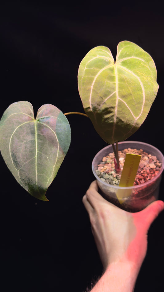 A. Crystallinum x papillilaminum