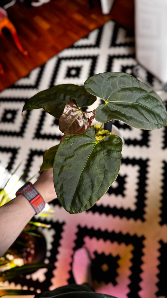 Anthurium fort sherman x indo portillae