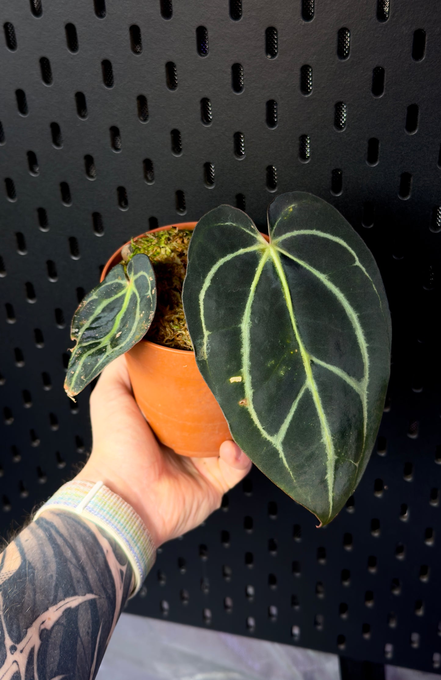 Anthurium Carlablackiae RA4 x OG1 Klone