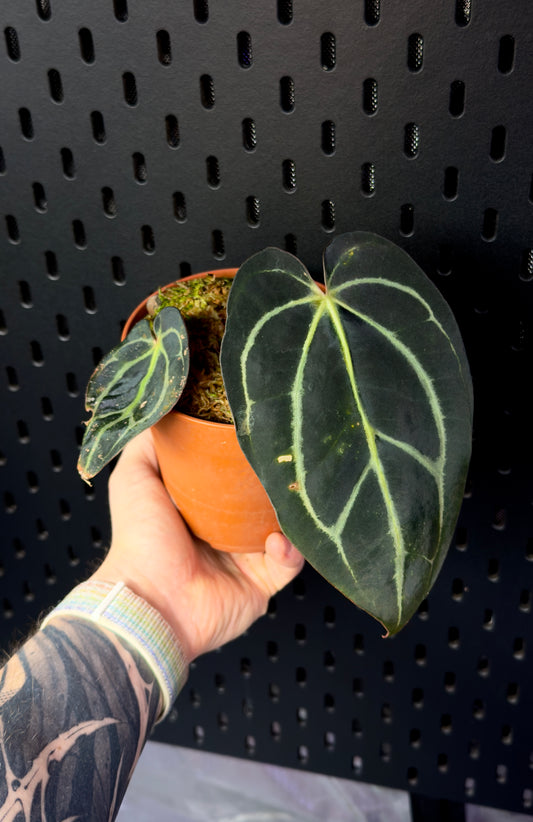 Anthurium Carlablackiae RA4 x OG1 Klone