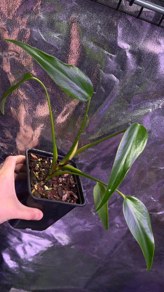 Monstera Burle Marx Flame