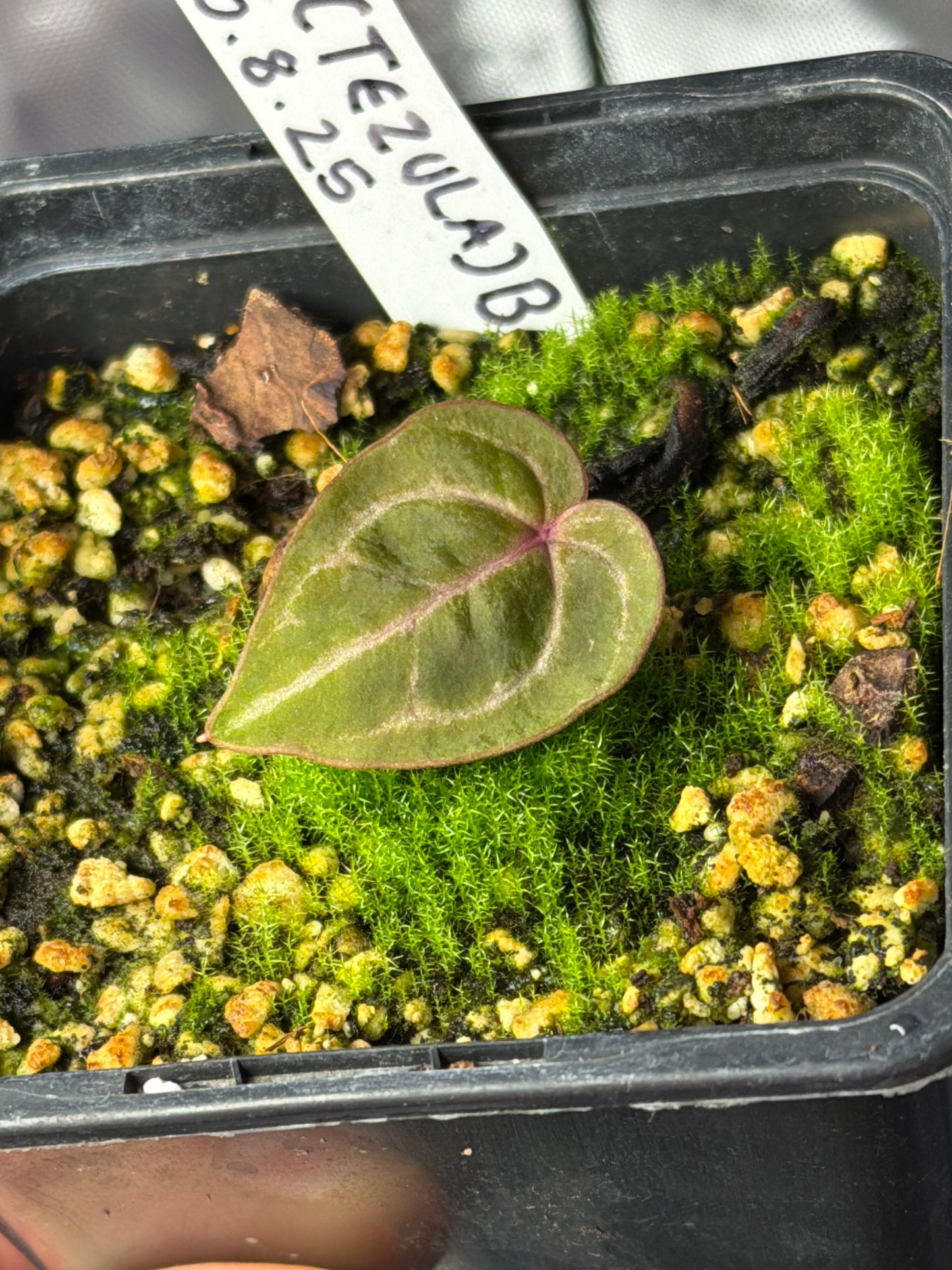 Anthurium red crystallinum (Tezula)