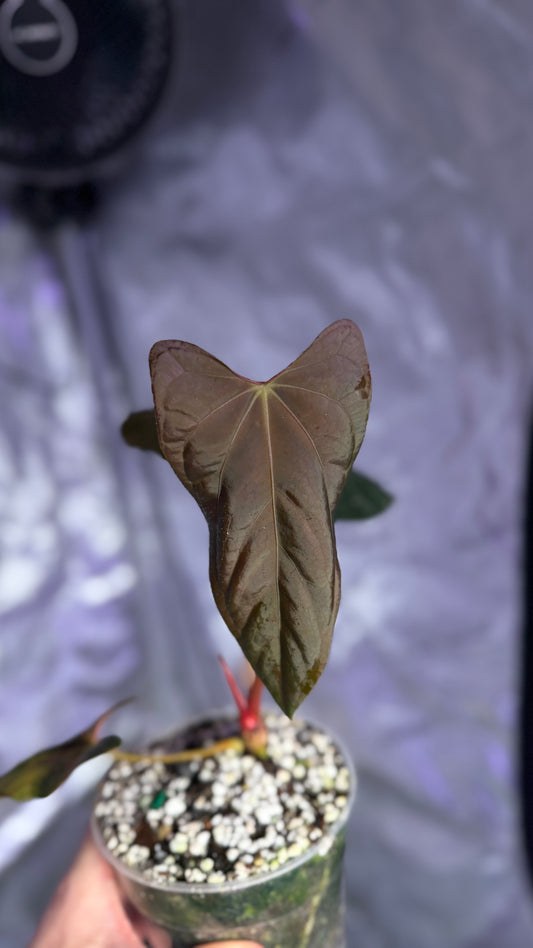 Anthurium pap RL x FS
