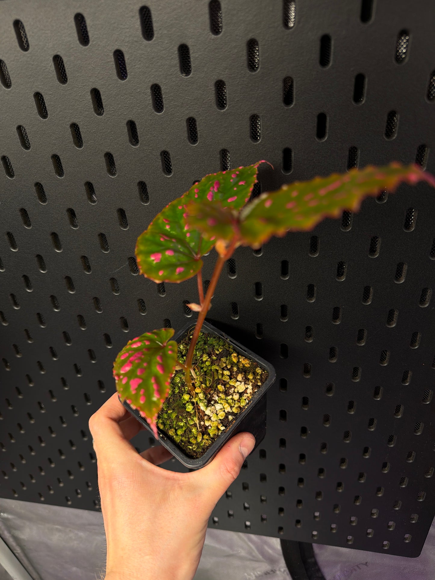 Begonia Negronensis