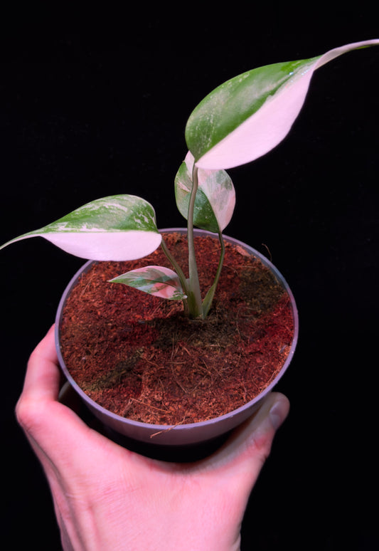 Monstera variegata