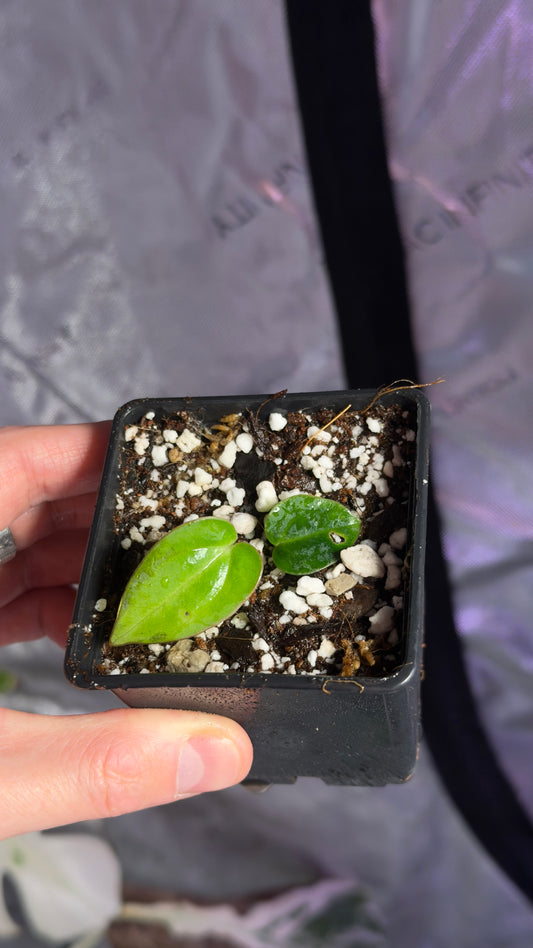 Anthurium (Carlablackiae x papillilaminum F2) x papillilaminum (Long x Bullet) x carlablackiae