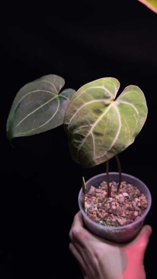 A. Crystallinum x papillilaminum
