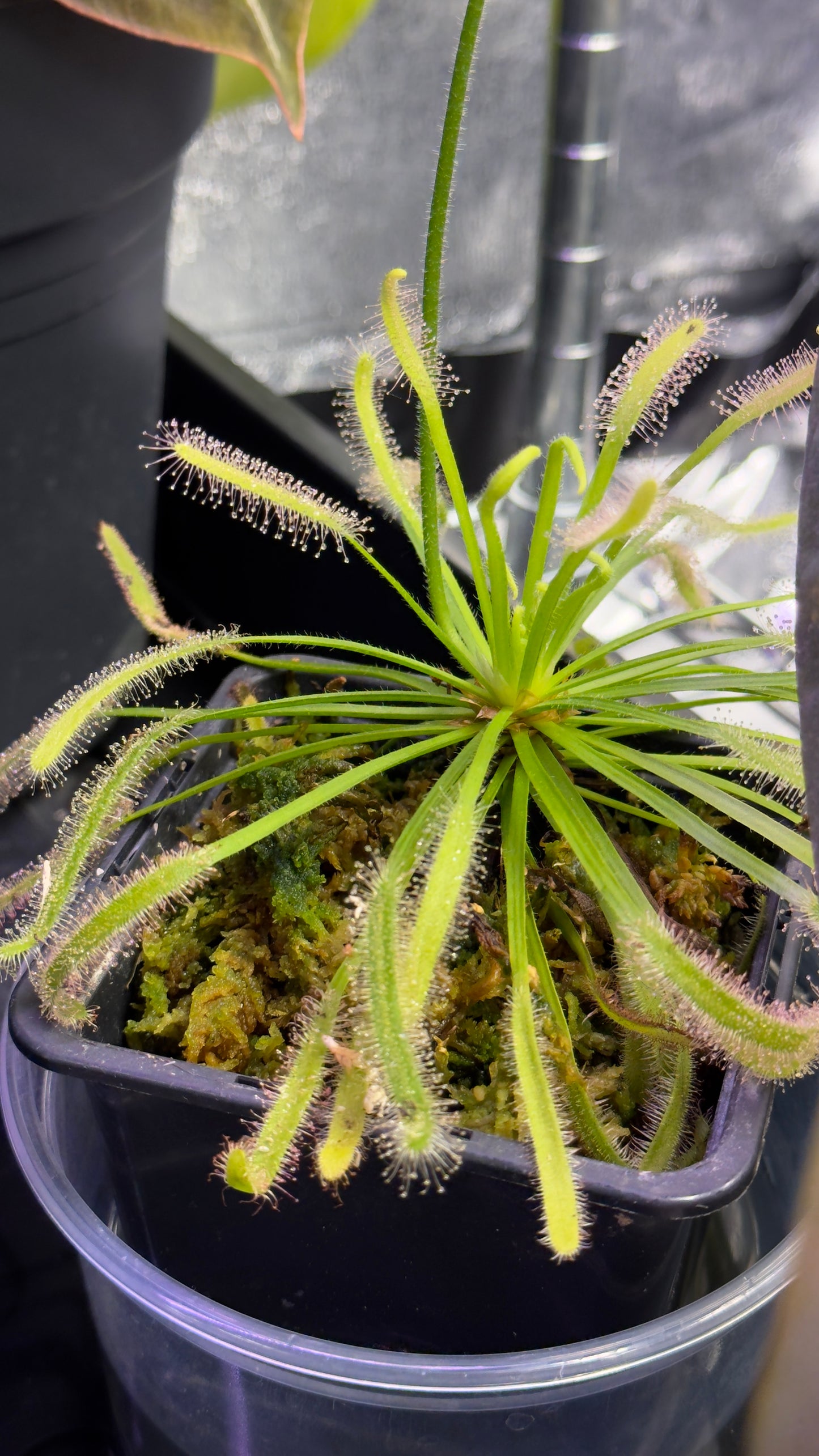 Drosera Capensis småplanter