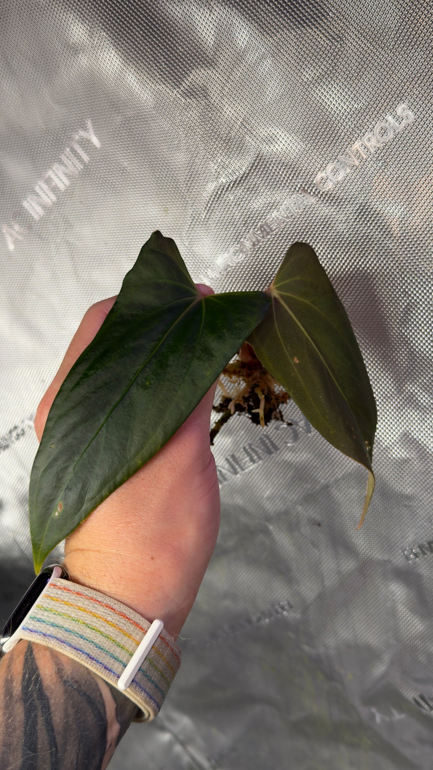 Anthurium (Subsignatum x papillilaminum Marie) x papillilaminum Grim Reaper