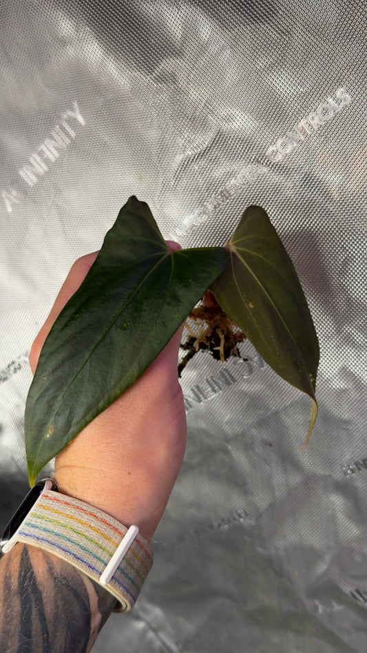 Anthurium (Subsignatum x papillilaminum Marie) x papillilaminum Grim Reaper