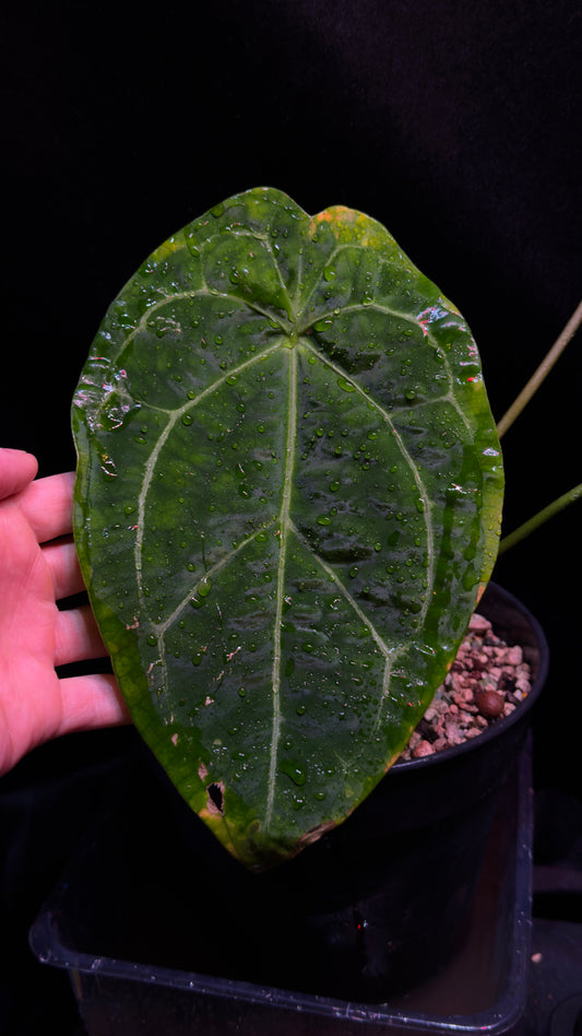 Anthurium NOID