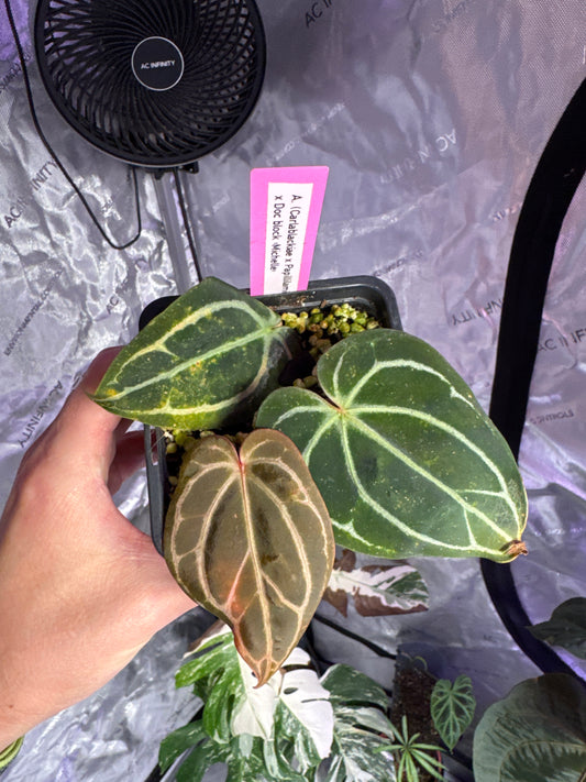 Anthurium (carla x pap) x doc block «Michelle»