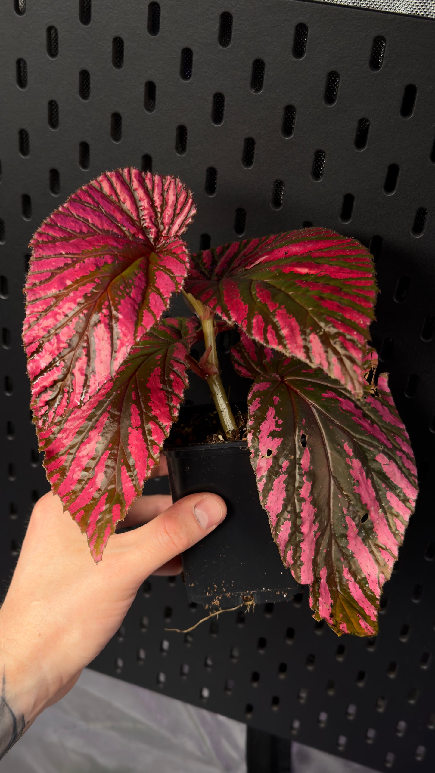 Begonia brevrirmosa
