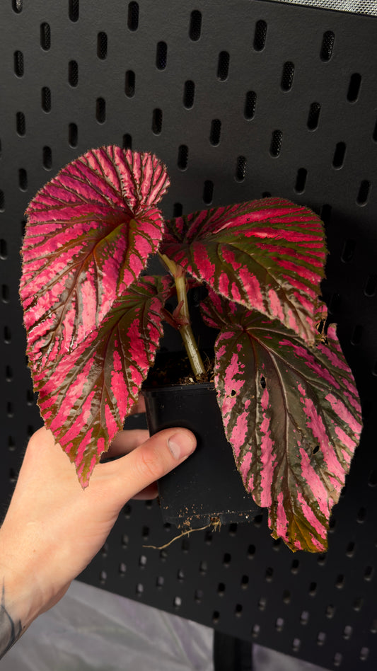 Begonia brevrirmosa