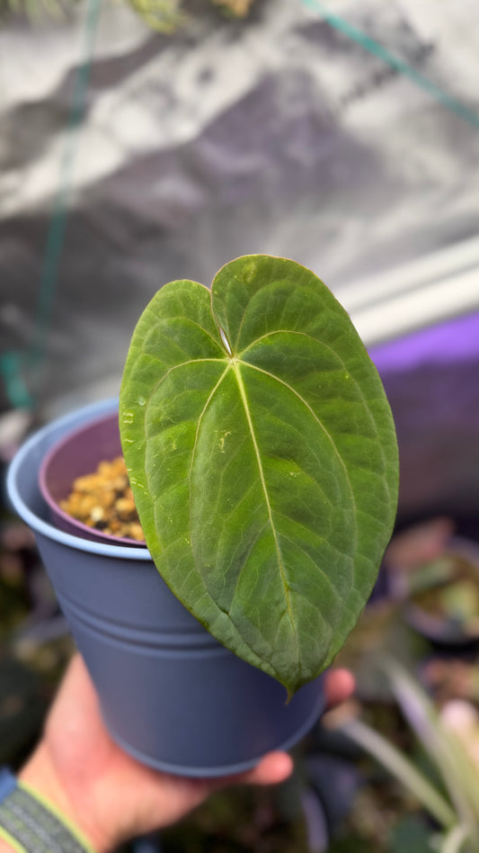 A. Antolakii x Dark Phoenix