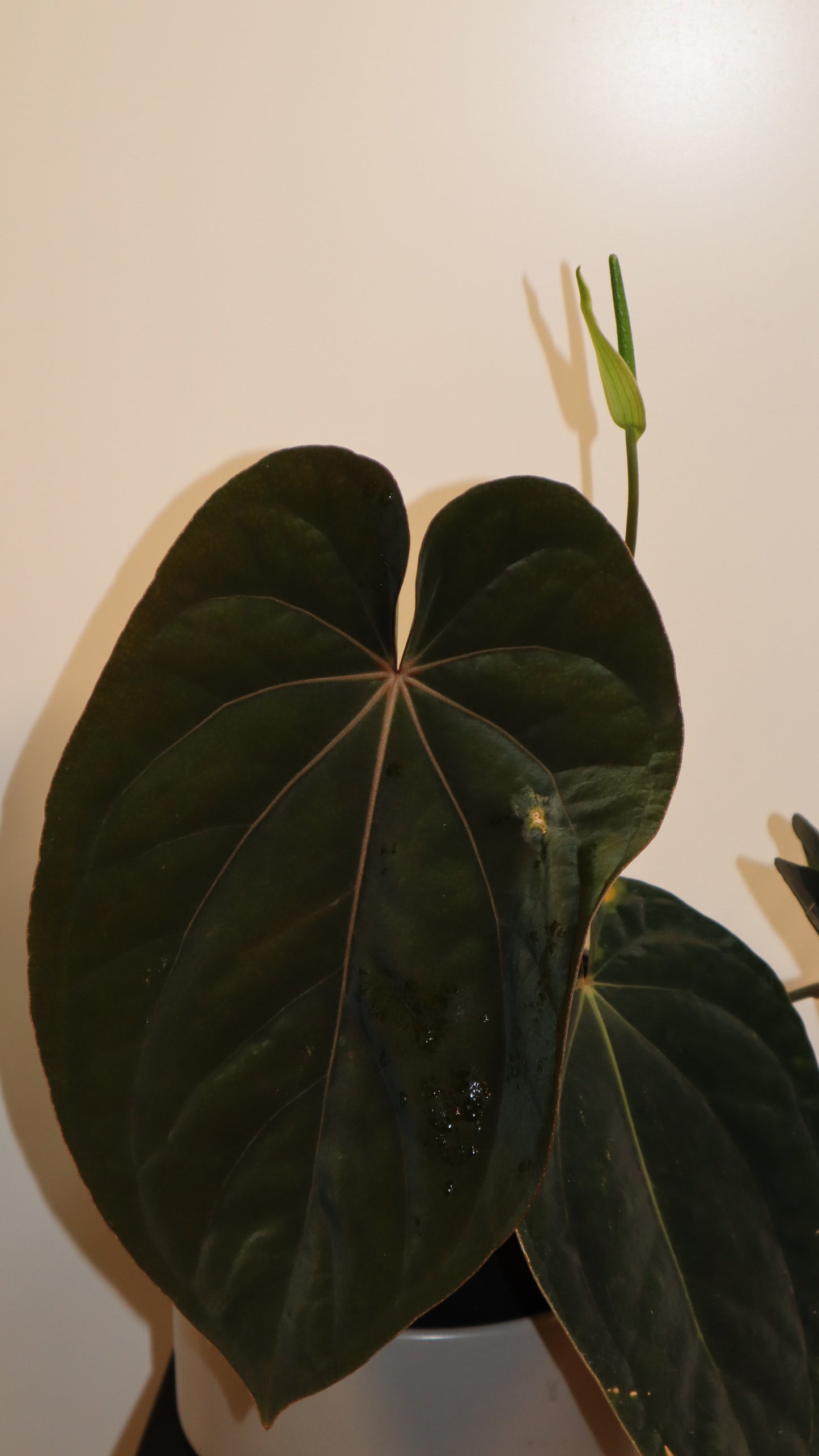Anthurium (Dressleri RG F1 x Carlablackiae) x Antolakii klone