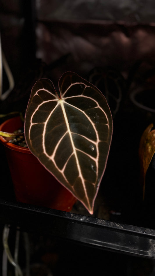 Anthurium Carlablackiae RA4 x OG1 buttcut Klone (B)