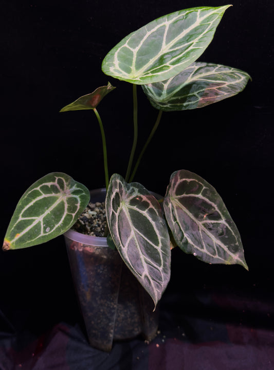 A. Forgetii silver