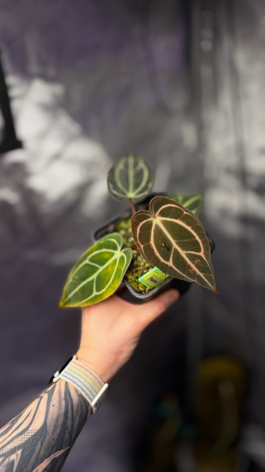 Anthurium Carlablackiae RA4 x OG1 buttcut Klone