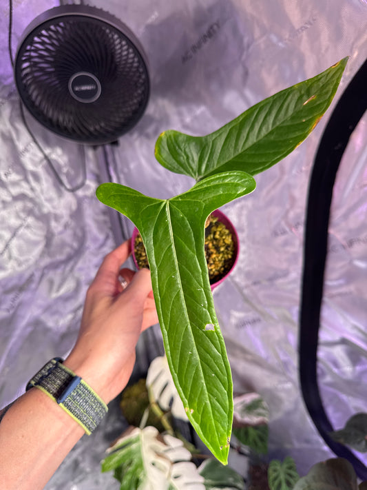 A. Falcatum klone Buttcut