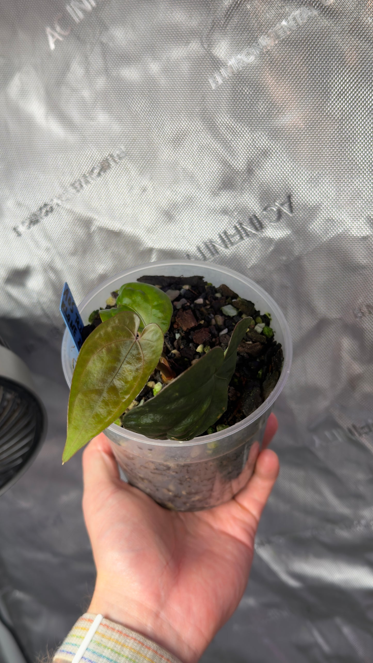 Anthurium Ace of spades (tezula) klone