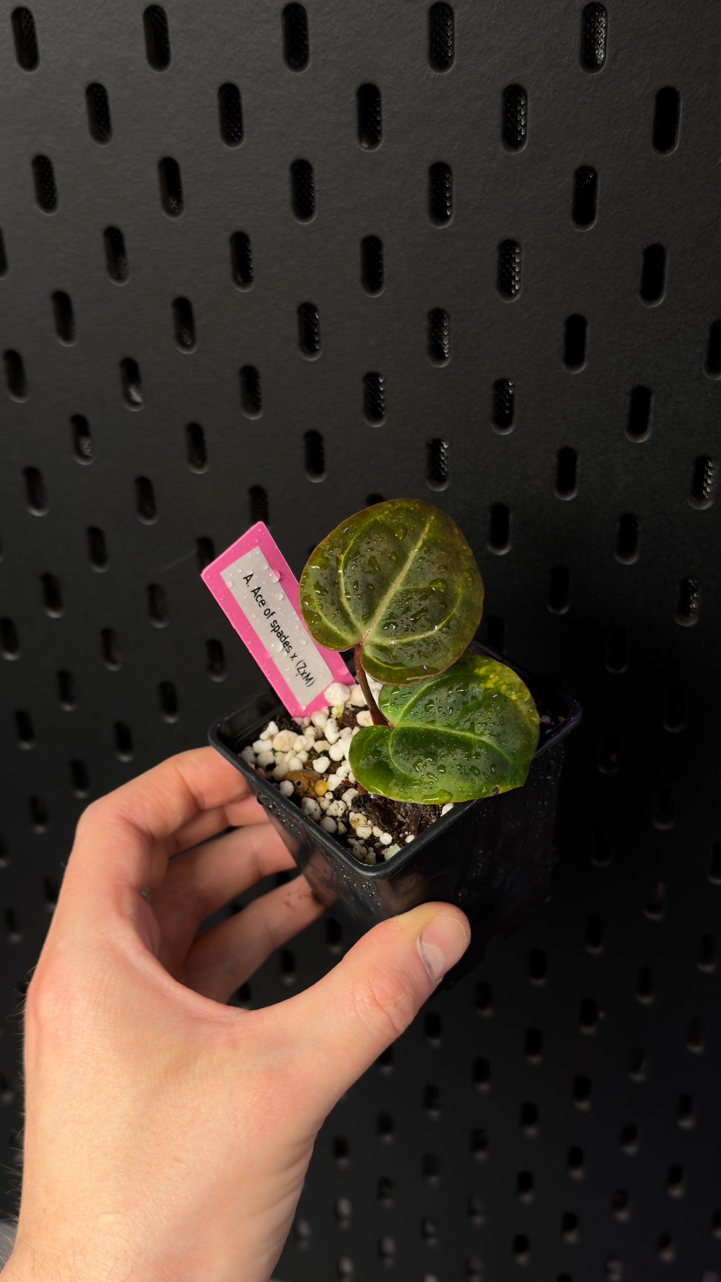 Anthurium Ace of spades x (zara x Michelle) klone