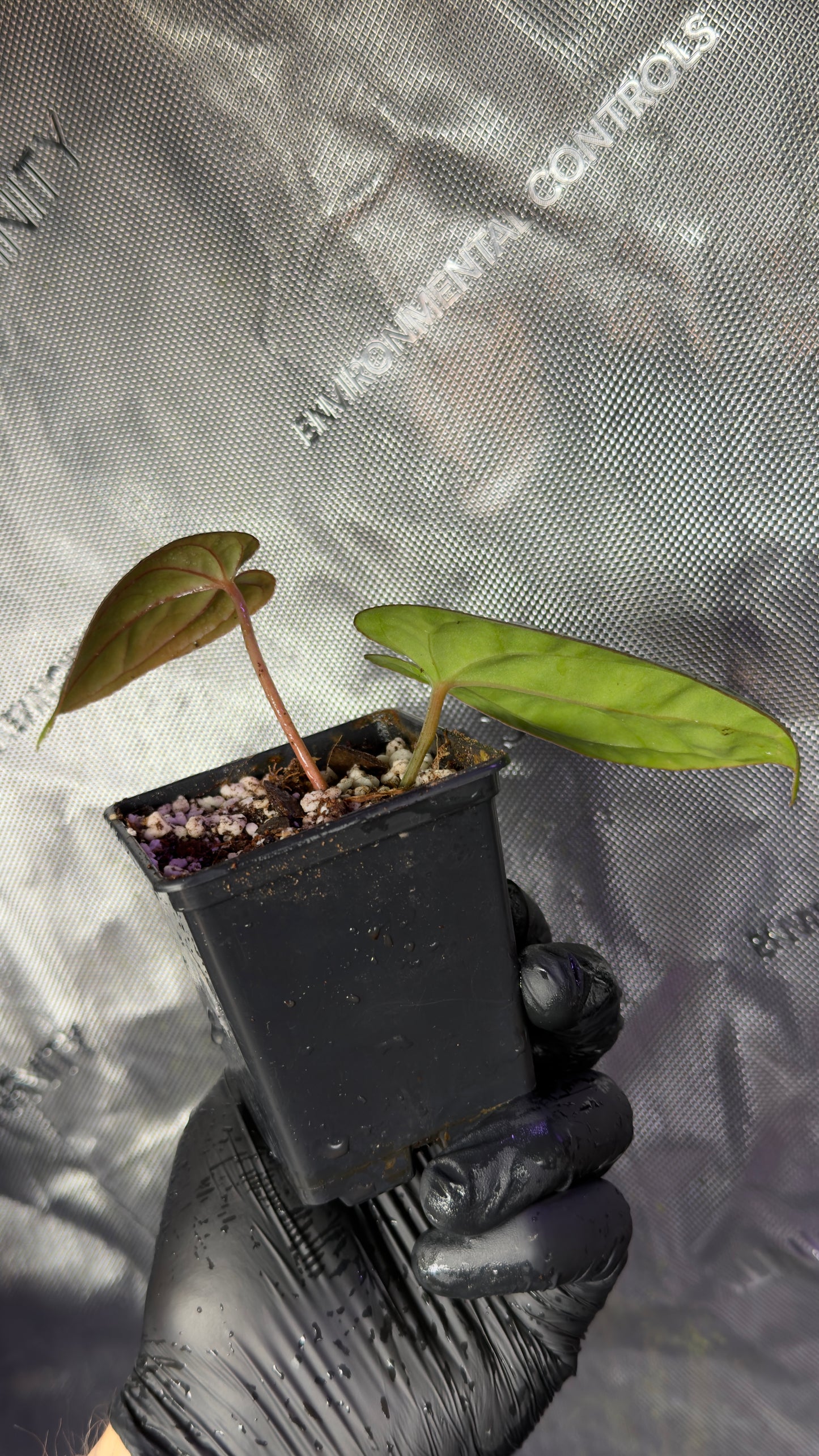 A. Antolakii x Dark Phoenix
