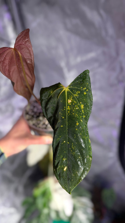 Anthurium pap RL x FS