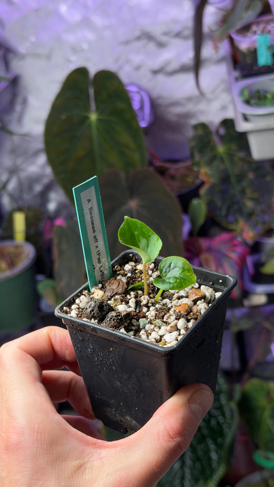 Anthurium hybrid spire