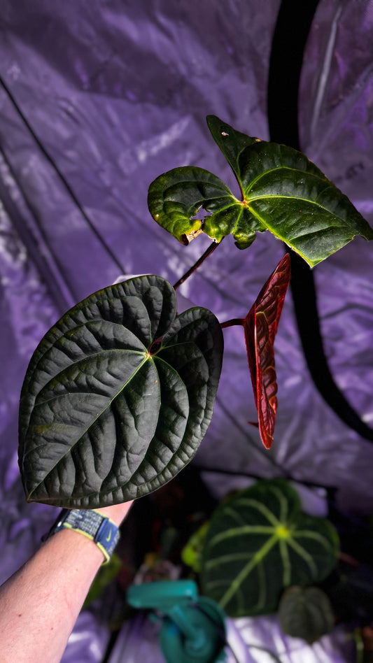 Anthurium besseae Aff. x luxurians