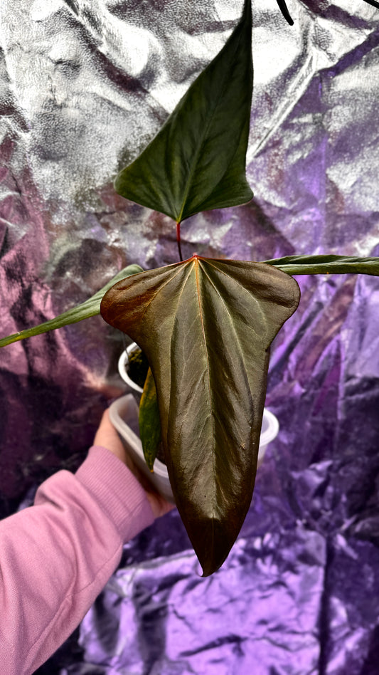 A. Portillae dark form x self klone