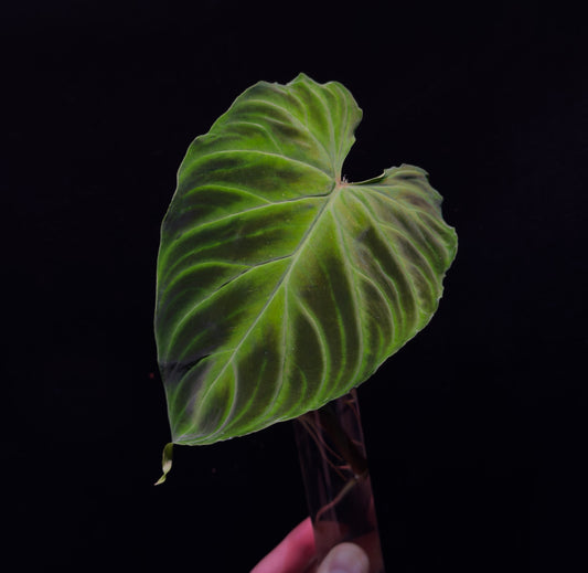 Philodendron verrucosum