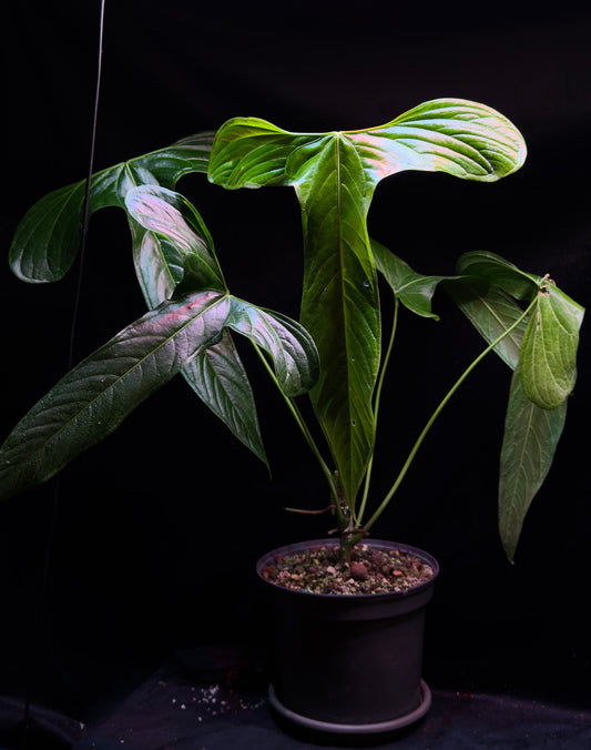 A. Falcatum klone Buttcut