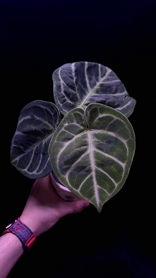 Anthurium Dorayaki
