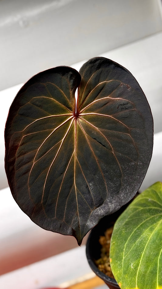 Anthurium King of spades klone