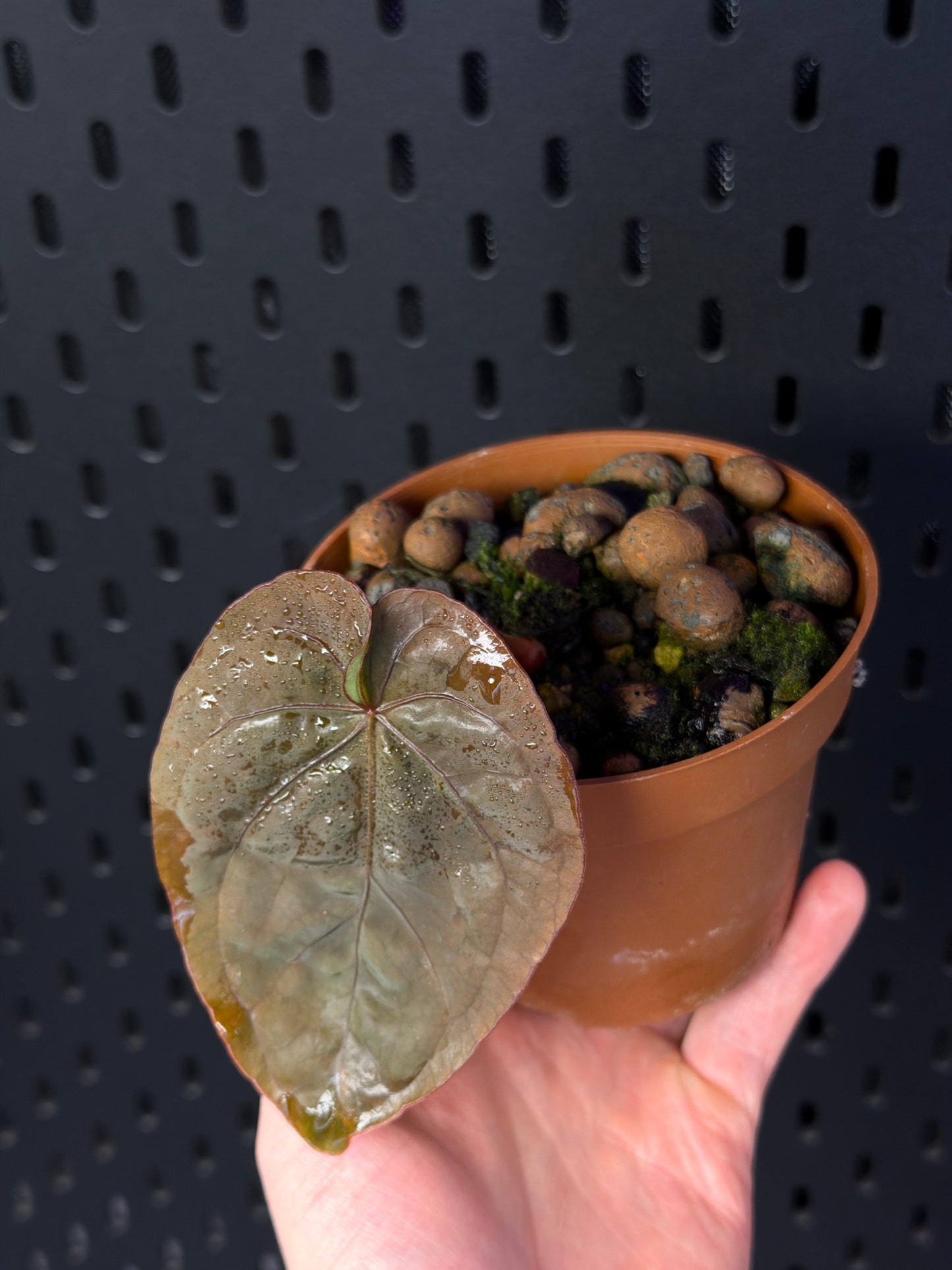 A. Dressleri RG clone #2 x self klone.