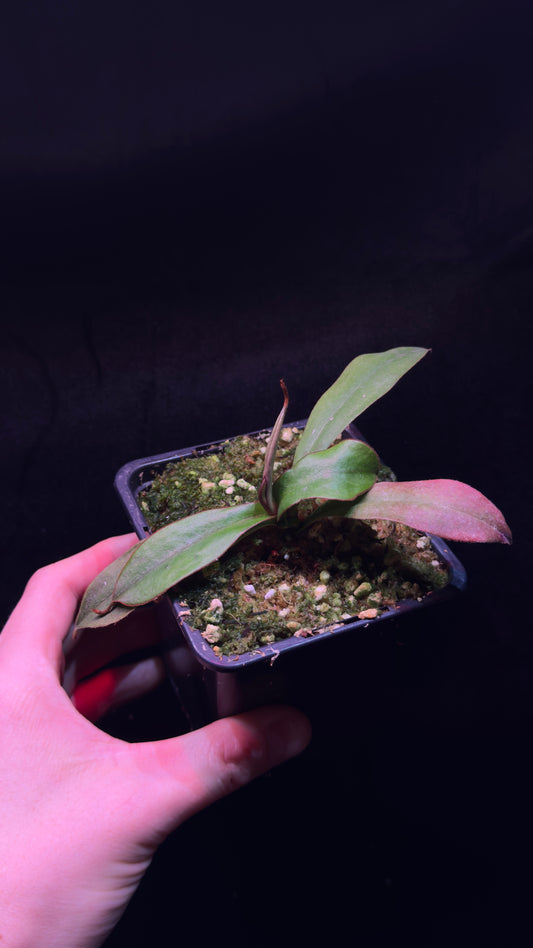 N. Spectabilis