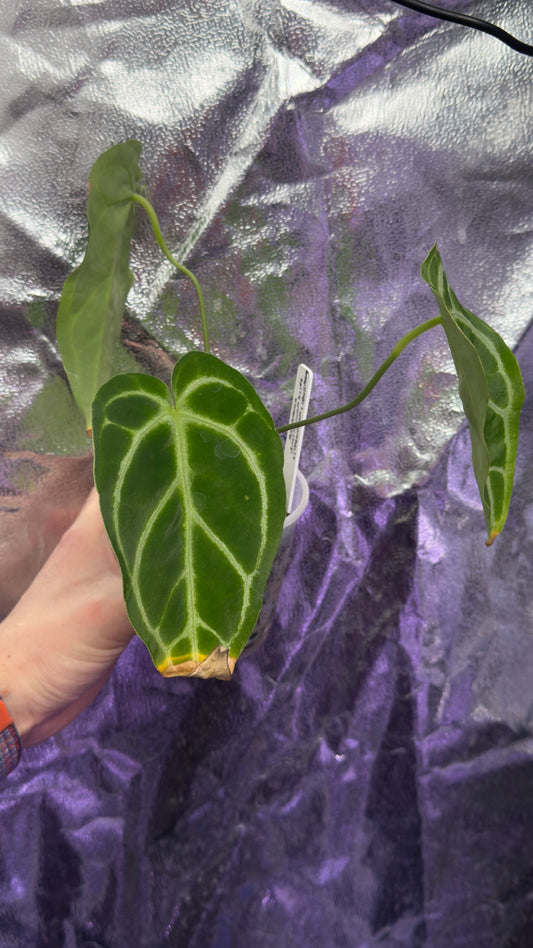 Anthurium Crystallinum silver x (magnificum x crystallinum)
