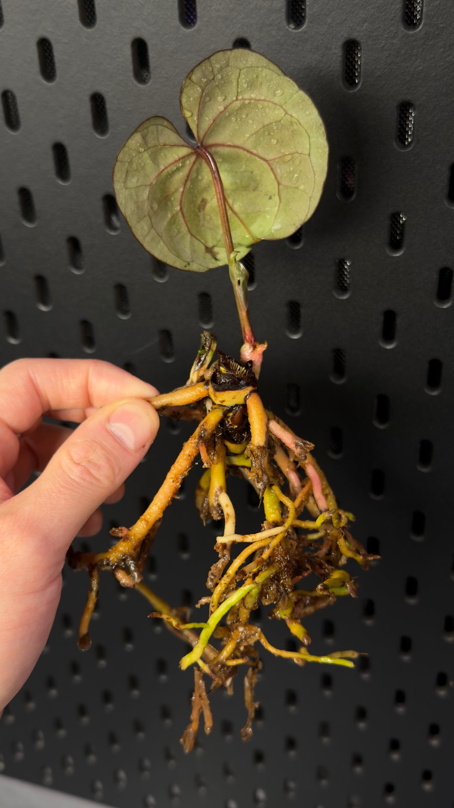 Anthurium Ace of spades (tezula) klone