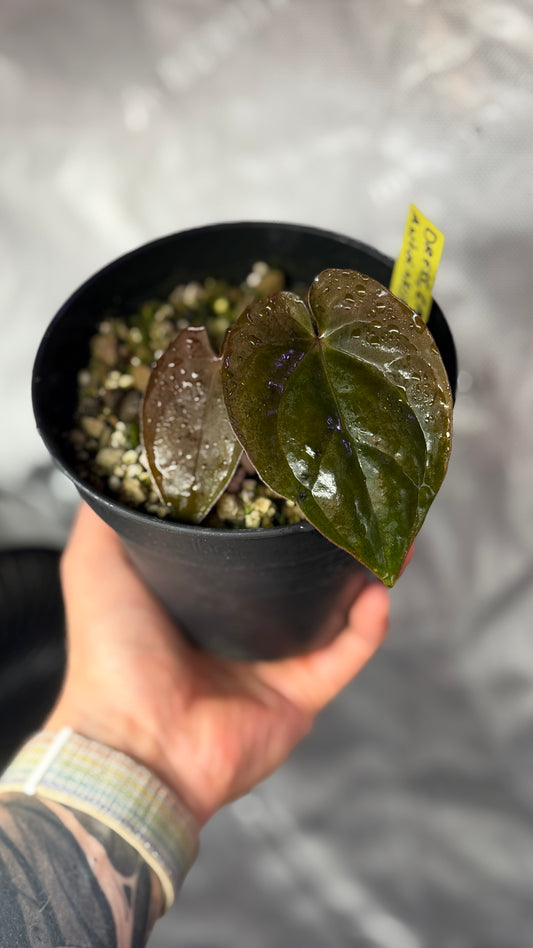 Anthurium (Dressleri RG F1 x Carlablackiae) x Antolakii klone
