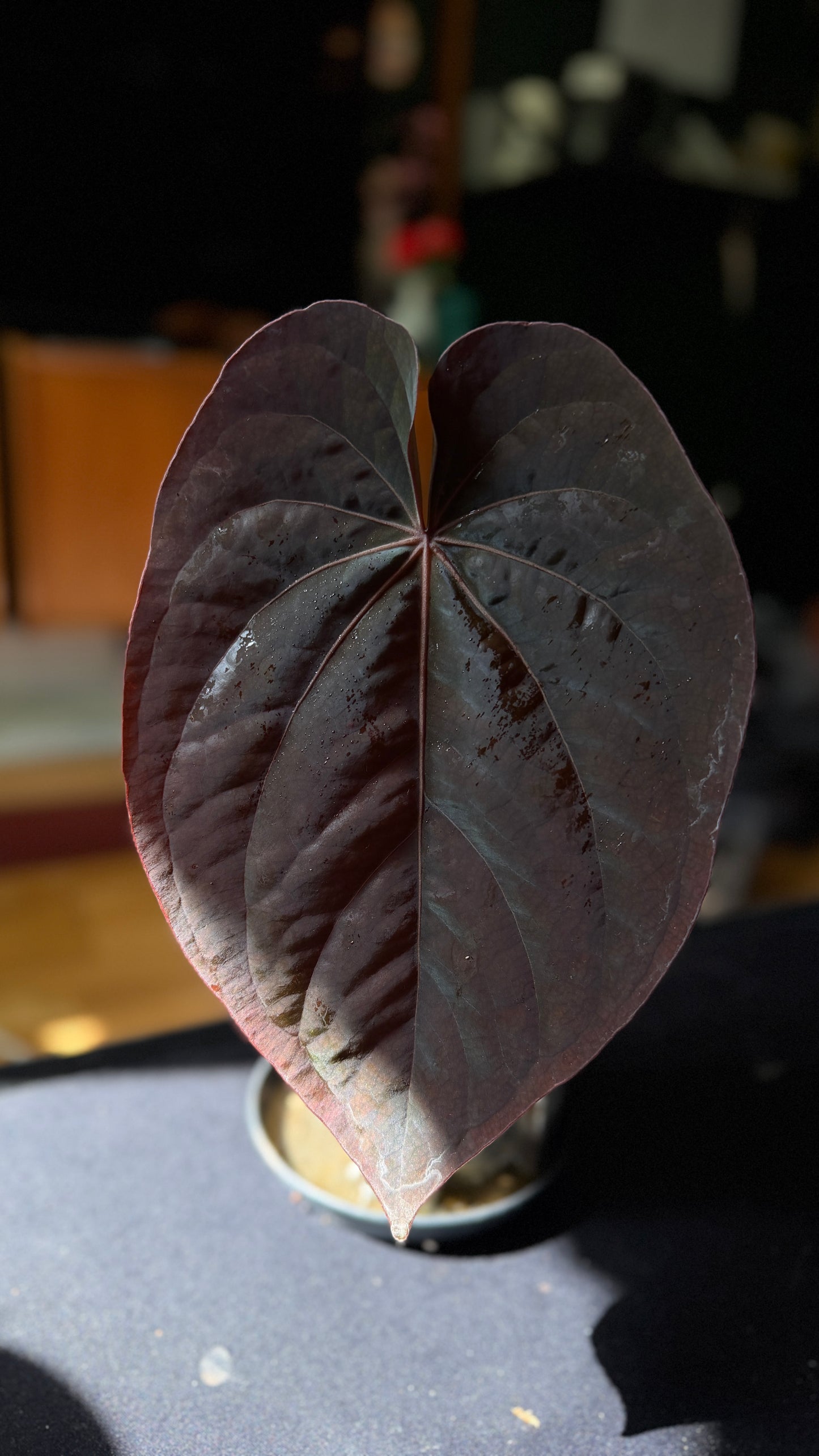Anthurium (Dressleri RG F1 x Carlablackiae) x Antolakii klone