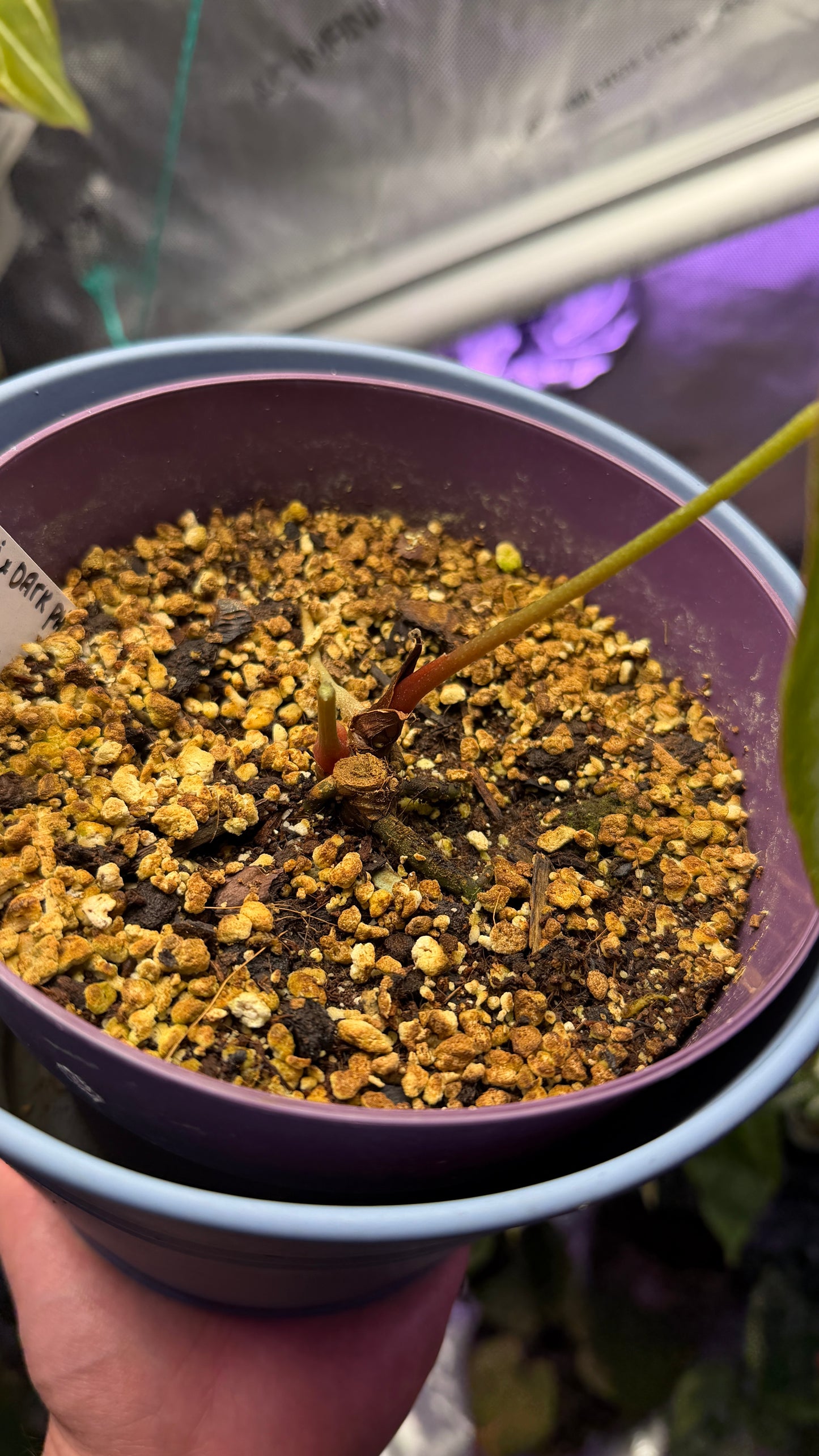 A. Antolakii x Dark Phoenix