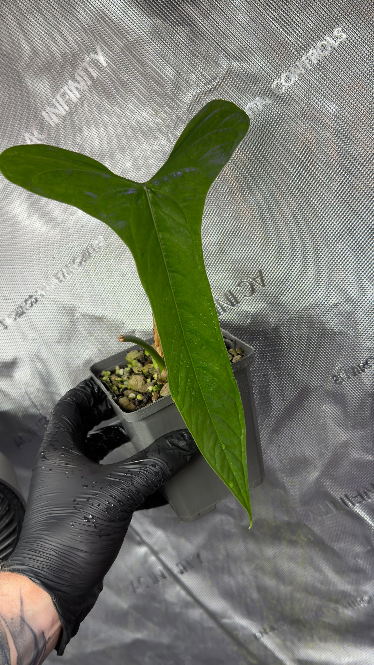 Anthurium Falcatum