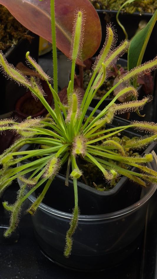 Drosera Capensis småplanter
