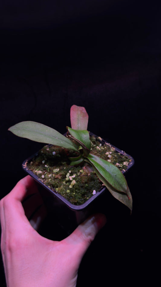 N. Spectabilis