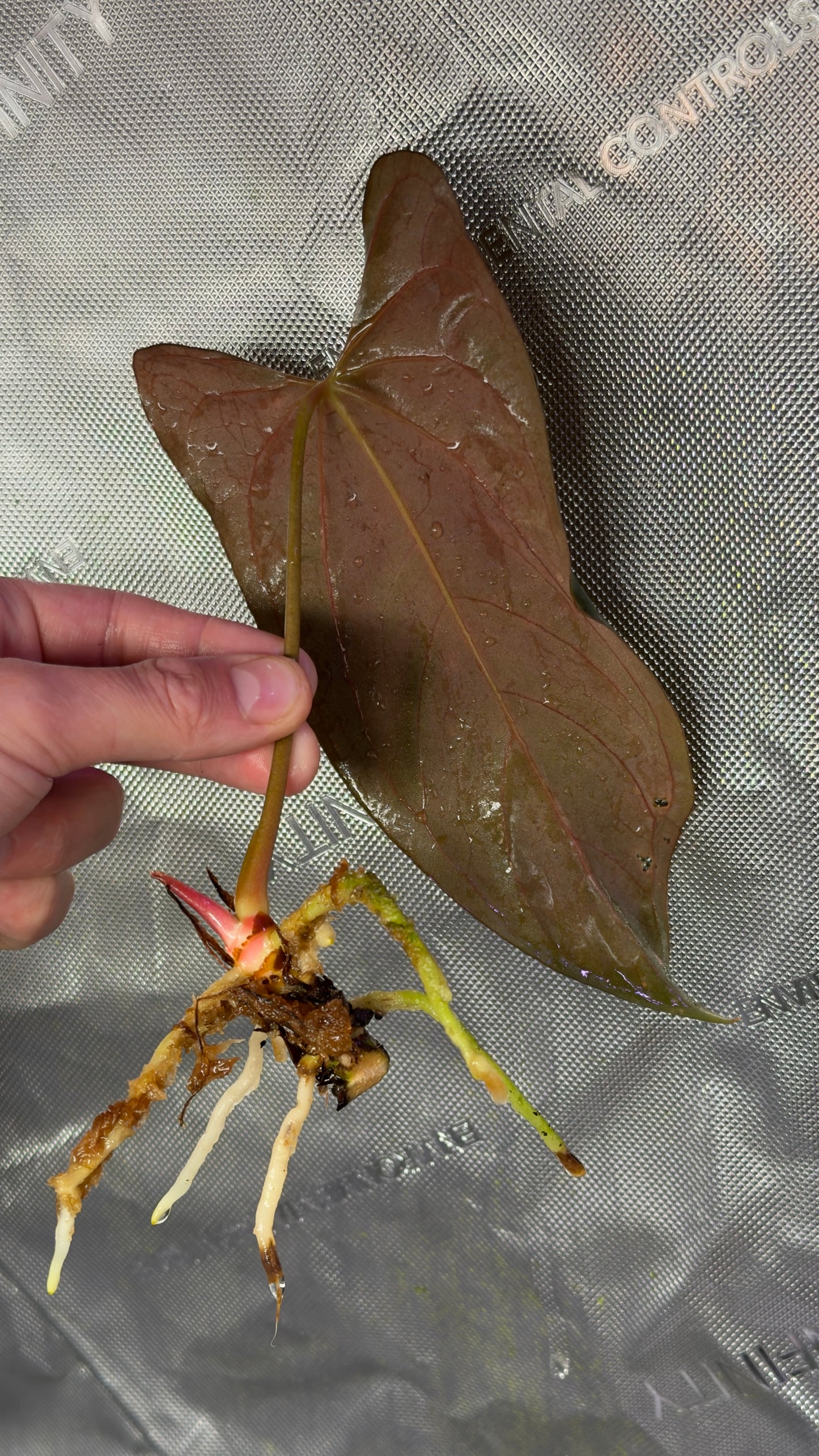 Anthurium papillilaminum RL x FS