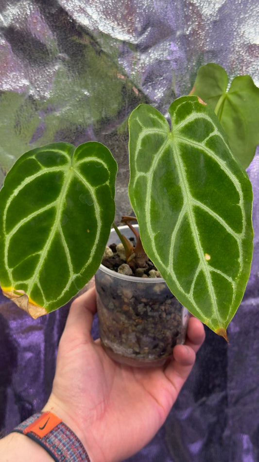 Anthurium Crystallinum silver x (magnificum x crystallinum)