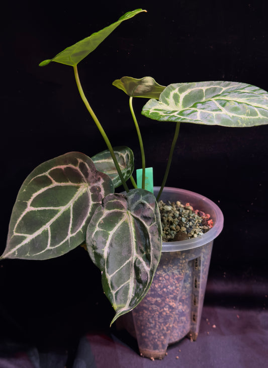 A. Forgetii silver