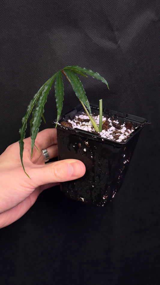 Anthurium polychistum
