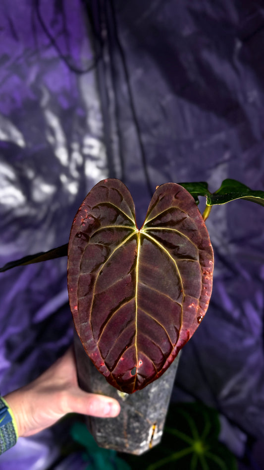 Anthurium besseae Aff. x luxurians